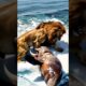 Unbelievable || lion and walrus Playing Together ||🦁💥💥#animals