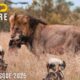 WILD DOGS VS LIONS | Clash of Predators on the Savannah | Animal documentary