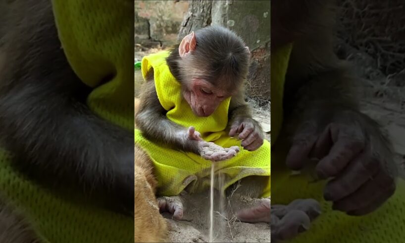 What's he playing with  ? so cute : #shorts #animals #bae3 #usa #monkey #Youtubeshorts