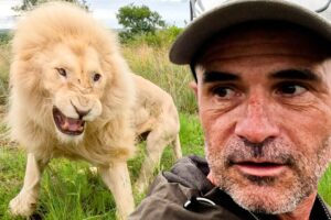 Why is this LION Aggressive? | The Lion Whisperer