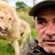 Why is this LION Aggressive? | The Lion Whisperer