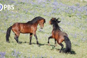 Wild Stallions Fight to Mate