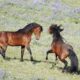 Wild Stallions Fight to Mate