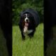 Witness the precious arrival of Bernese mountain dog puppies | Too Cute! | Animal Planet