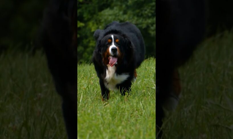 Witness the precious arrival of Bernese mountain dog puppies | Too Cute! | Animal Planet