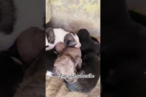 all about their cuteness #trending #viral short #cute puppies #dog lover #puppies #dog shorts #music