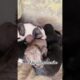 all about their cuteness #trending #viral short #cute puppies #dog lover #puppies #dog shorts #music