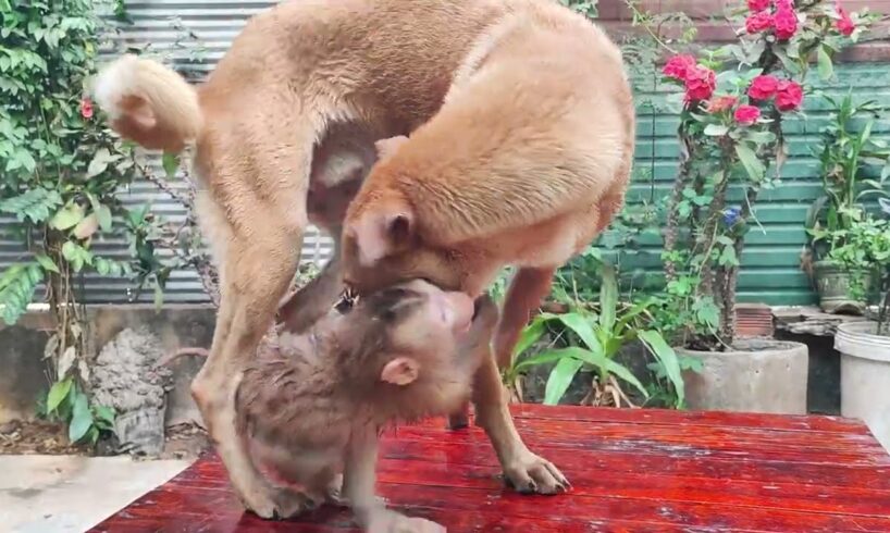 baby animals playing so happy