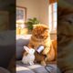 cat is playing#edit #cat #cartoon #funny #animals #kitten #cute #cutespets #petsrule #baby