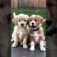 cute puppies barking #puppy #dog #barking #dogosund #cutepuppy #dogvideo #doglover