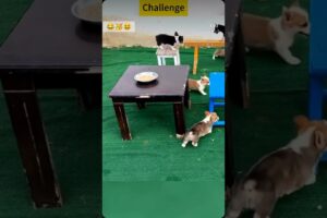 🥳😂 #cute puppies #😆😘#challenge🐶#short video#🐶🐶#likesharesubscribe 😘🥳🤣