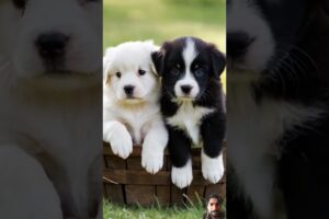 cute puppies #cute #puppyentertainment #pets #cutedog