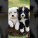 cute puppies #cute #puppyentertainment #pets #cutedog