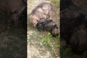 cute puppies enjoying in fields #cute #cuteanimal #cutepuppies #cutebaby #puppylife #love #purelove