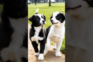 cute puppies playing and fighting #dog #dogs #puppy #doglover #pets #trending #youtubeshorts #shorts