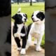 cute puppies playing and fighting #dog #dogs #puppy #doglover #pets #trending #youtubeshorts #shorts