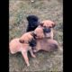 cute puppies playing and fighting #pets #dogs #puppies #doglover #puppy #dog #youtubeshorts #shorts