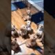 cute puppies playing #dog #doglover #puppy #dogs #cutedog #youtubeshorts #trending #puppies #shorts