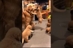 cute puppies playing with mother dog #puppy #dog #dogs #doglover #youtubeshorts #shorts #trending