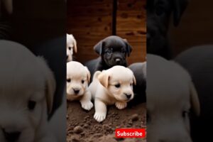 cute puppies #puppy #puppyentertainment #cute #pets #dog #puppydog #youtubeshorts #shortvideo #viral