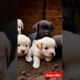 cute puppies #puppy #puppyentertainment #cute #pets #dog #puppydog #youtubeshorts #shortvideo #viral