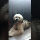 cute puppies subscribe please