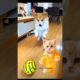 cute puppies viral dance 😅🥳 #dogdance #funny #doggydance #cutepuppies