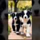 cute puppies walking in a park #puppy #doglover #cutedog #dog #cuteanimals #youtubeshorts #shorts