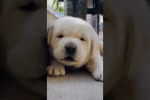 cutest puppy crying🥰🐶 #dog #shortvideo #puppy #doglover #youtubeshorts #dogsound