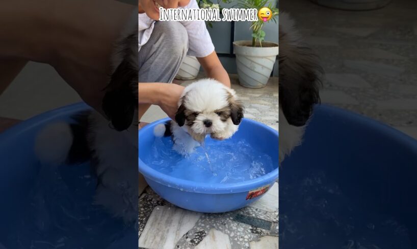 dog 1st bath💦🐶 #doglover #puppies #dogbathtime #love #dogshorts