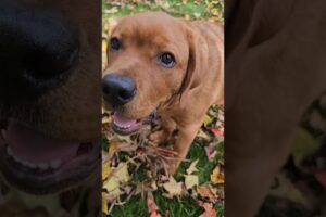 he still is the cutest puppy 🐶🧡#viral #puppy #shorts #foryou #dogsofyoutube #funnyanimals #labrador