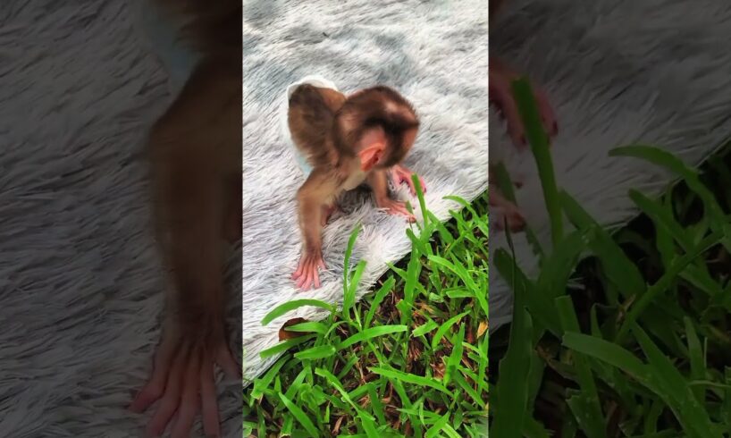 koko is playing 🎀😙#monkey #monkeydluffy #baby #animals #love #trending