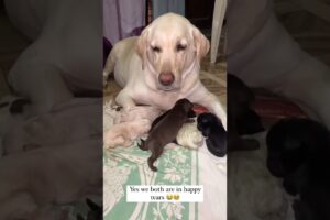 labrador baby #youtubeshorts #labradorpuppy #puppy #labradorlovers #doglover #shortvideo #shortsfeed