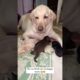 labrador baby #youtubeshorts #labradorpuppy #puppy #labradorlovers #doglover #shortvideo #shortsfeed