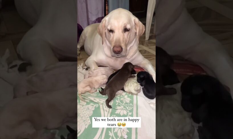 labrador baby #youtubeshorts #labradorpuppy #puppy #labradorlovers #doglover #shortvideo #shortsfeed