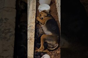 mother dog with cute puppies😍😍😍❤️ melts my heart 🥹❤️❤️❤️ #arshuvlogs