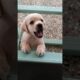 puppy sound🐶Labrador puppy barking sound🔊lab puppy funny shorts #shorts #dog #dogs #puppy #ytshorts