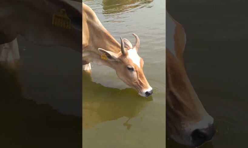 thirsty cow drinking water #village #cute #shortvideos #cow #animals #cuteness #shorts #short