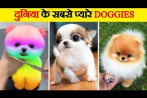 दुनिया के सबसे प्यारे कुत्ते | Cutest Dogs in the World | World’s Cutest Dog Breeds #viralvideo 2024