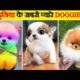 दुनिया के सबसे प्यारे कुत्ते | Cutest Dogs in the World | World’s Cutest Dog Breeds #viralvideo 2024