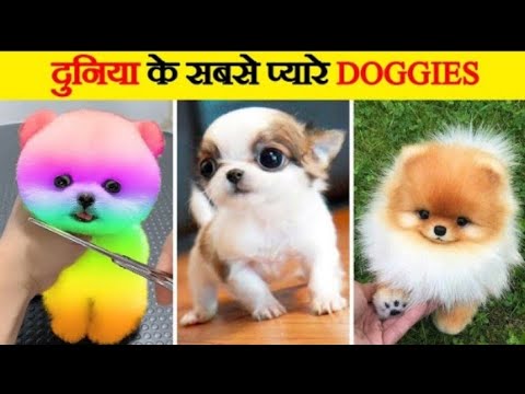 दुनिया के सबसे प्यारे कुत्ते | Cutest Dogs in the World | World’s Cutest Dog Breeds #viralvideo 2024