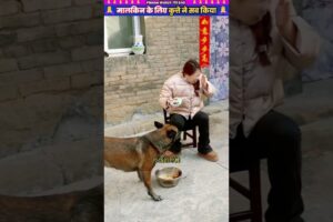 मालकिन के लिए कुत्ते ने सब किया 🙏 #animal #animalrescue #animallover #rescue #dog