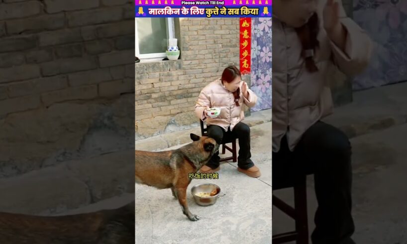 मालकिन के लिए कुत्ते ने सब किया 🙏 #animal #animalrescue #animallover #rescue #dog